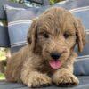 F1-B Mini Goldendoodle Puppy - Bella 11