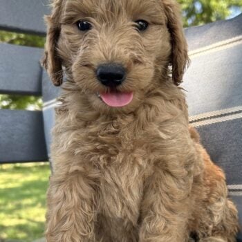 F1-B Mini Goldendoodle Puppy - Bella