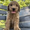 F1-B Mini Goldendoodle Puppy - Bella 12