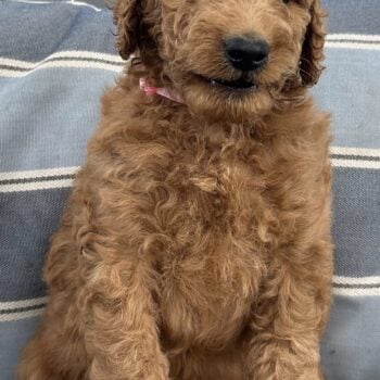 F1-B Mini Goldendoodle Puppy - Biscuit