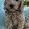 F1-B Mini Goldendoodle Puppy - Blanche 1