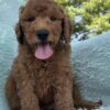 F1-B Mini Goldendoodle Puppy - Buster 1