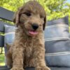 F1-B Mini Goldendoodle Puppy - Bella 10