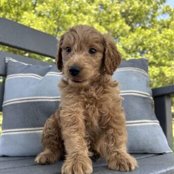 F1-B Mini Goldendoodle Puppy - Buddy