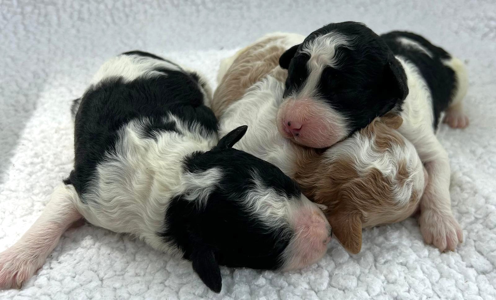 F1-B Mini Goldendoodle Puppies - Ace + Piper's Litter – Image 9