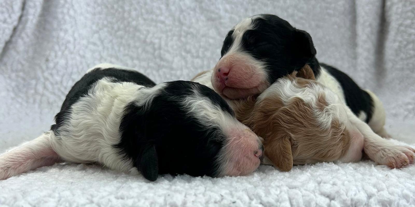 F1-B Mini Goldendoodle Puppies - Ace + Piper's Litter – Image 3
