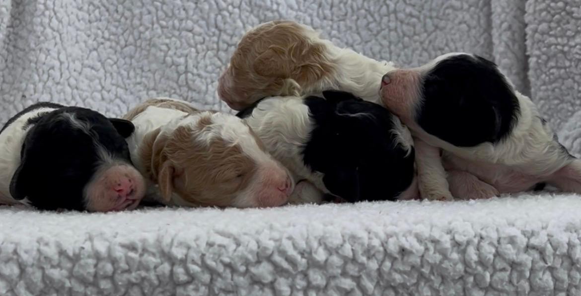 F1-B Mini Goldendoodle Puppies - Ace + Piper's Litter – Image 2