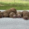 F1-B Mini Goldendoodle Puppies - Ace + Ollie 7 f1-b mini goldendoodle puppies f1-b mini goldendoodle puppies