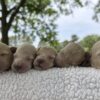 F1-B Mini Goldendoodle Puppies - Tucker and Muffin 1 f1-b mini goldendoodle puppies f1-b mini goldendoodle puppies