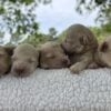 F1-B Mini Goldendoodle Puppies - Tucker and Muffin 6 f1-b mini goldendoodle puppies f1-b mini goldendoodle puppies