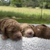 F1-B Mini Goldendoodle Puppies - Ace + Ollie 6 f1-b mini goldendoodle puppies f1-b mini goldendoodle puppies
