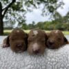 F1-B Mini Goldendoodle Puppies - Ace + Ollie 1