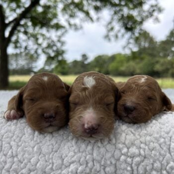 F1-B Mini Goldendoodle Puppies - Ace + Ollie