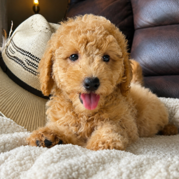 F1-B Mini Goldendoodle Puppy