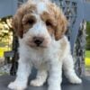 F1-B Mini Goldendoodle Puppy - Parker 10