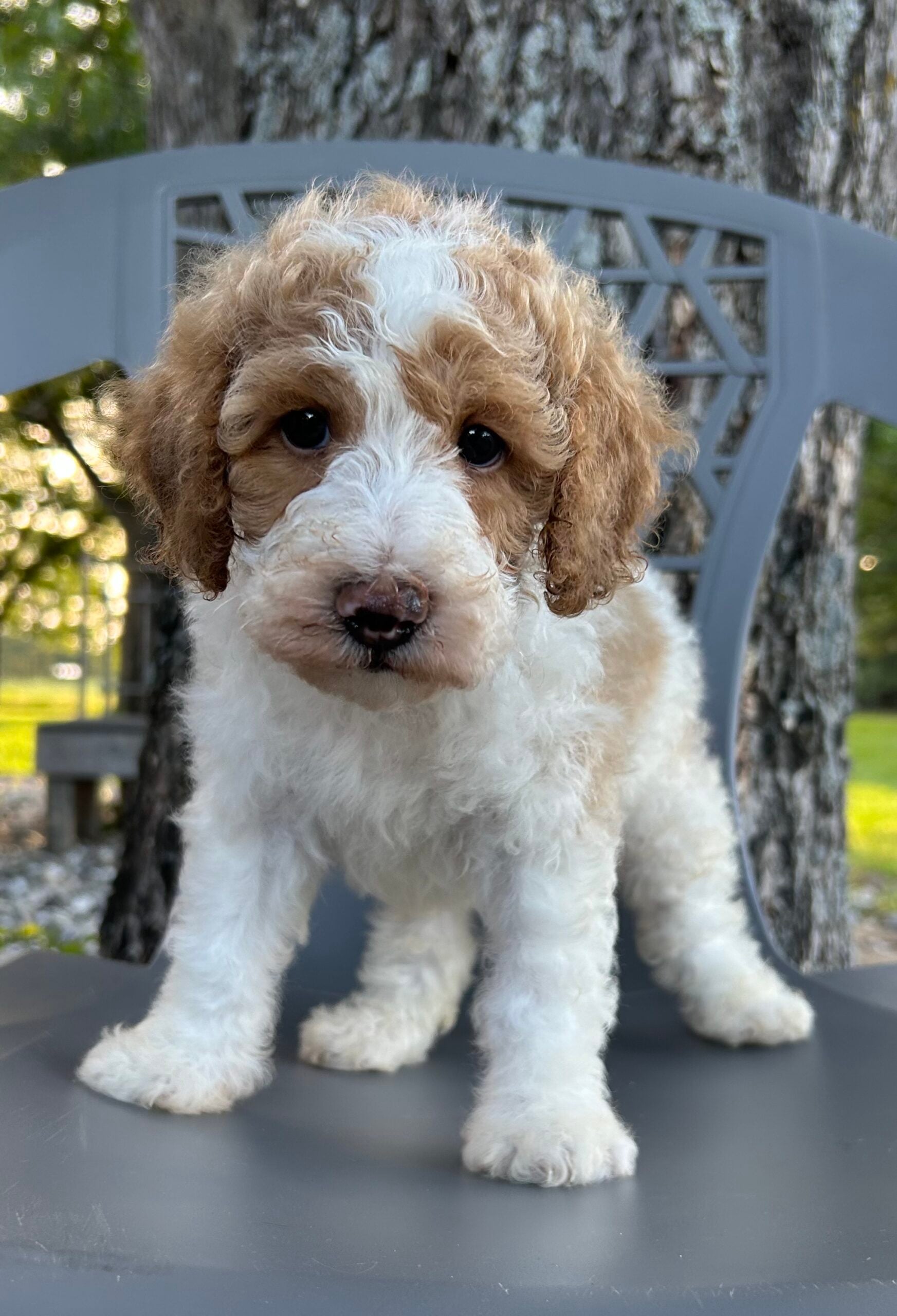 F1-B Mini Goldendoodle Puppy - Parker – Image 4