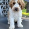 F1-B Mini Goldendoodle Puppy - Parker 8
