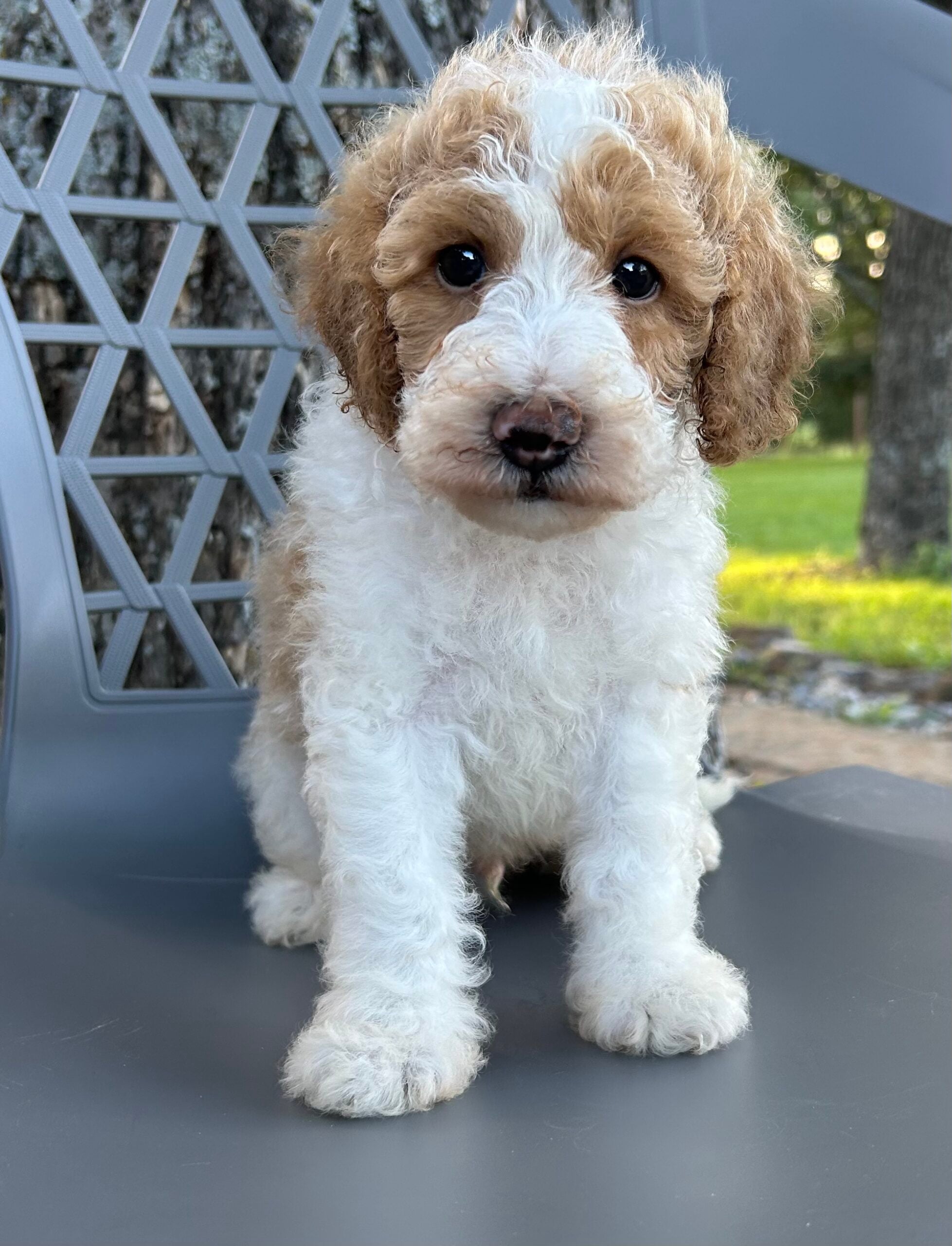 F1-B Mini Goldendoodle Puppy - Parker – Image 3