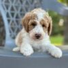 F1-B Mini Goldendoodle Puppy - Parker 7