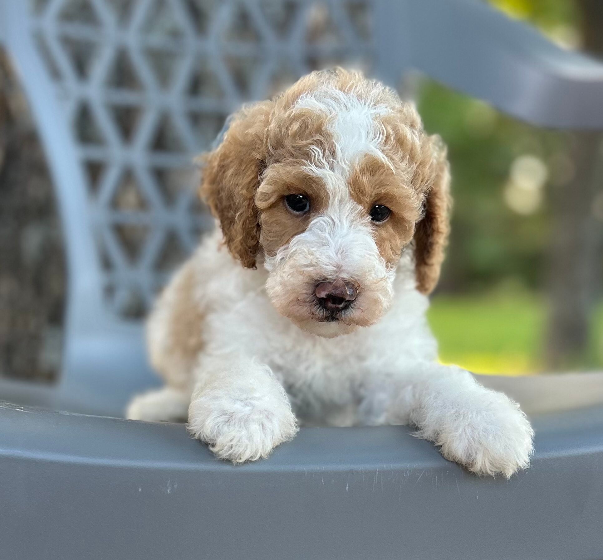 F1-B Mini Goldendoodle Puppy - Parker – Image 2