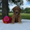 F1-B Mini Goldendoodle Puppy - Ocean 9