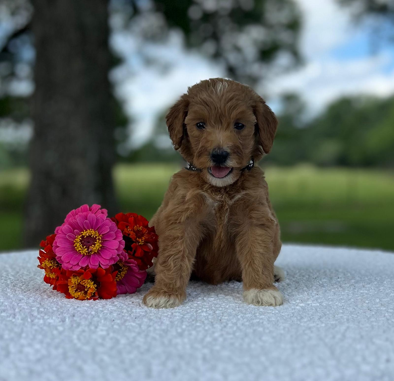 F1-B Mini Goldendoodle Puppy - Ocean 6 F1-B Mini Goldendoodle Puppy - Ocean - Image 4