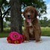 F1-B Mini Goldendoodle Puppy - Olga 1