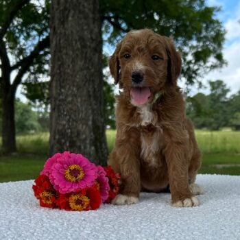 F1-B Mini Goldendoodle Puppy - Olga