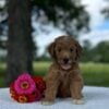 F1-B Mini Goldendoodle Puppy - Ocean 7