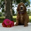 F1-B Mini Goldendoodle Puppy - Onya 9