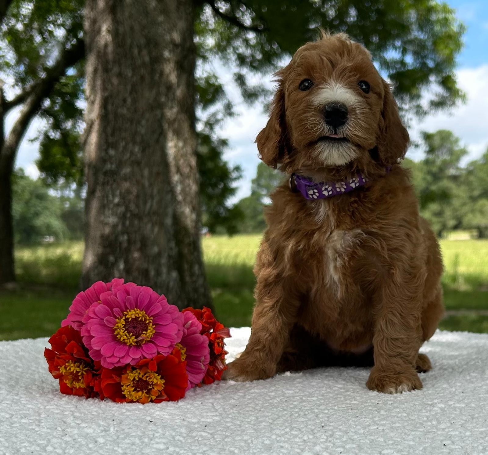 F1-B Mini Goldendoodle Puppy - Onya 6 F1-B Mini Goldendoodle Puppy - Onya - Image 4