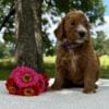 F1-B Mini Goldendoodle Puppy - Onya 8