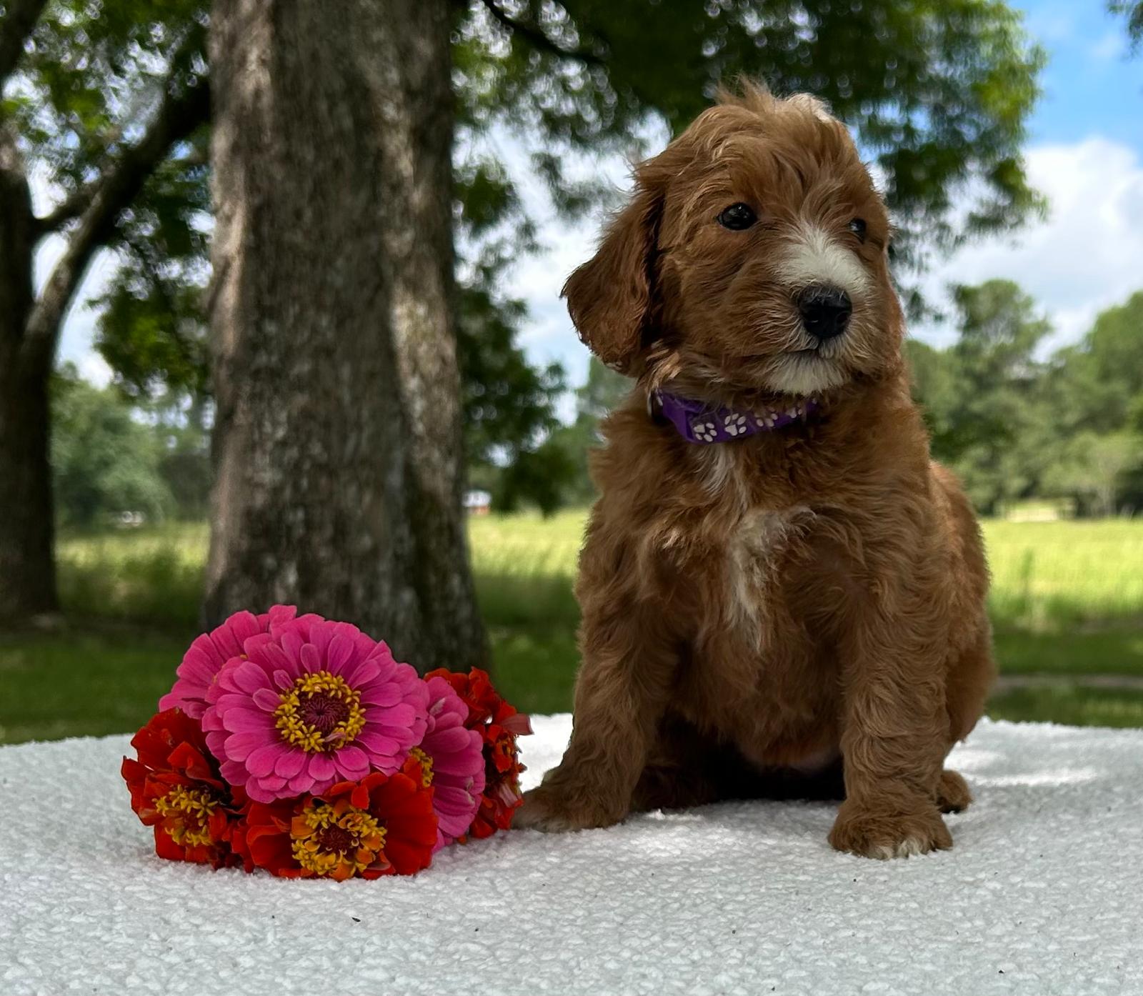 F1-B Mini Goldendoodle Puppy - Onya 5 F1-B Mini Goldendoodle Puppy - Onya - Image 3