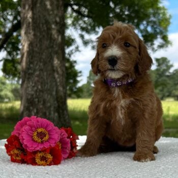 F1-B Mini Goldendoodle Puppy - Onya
