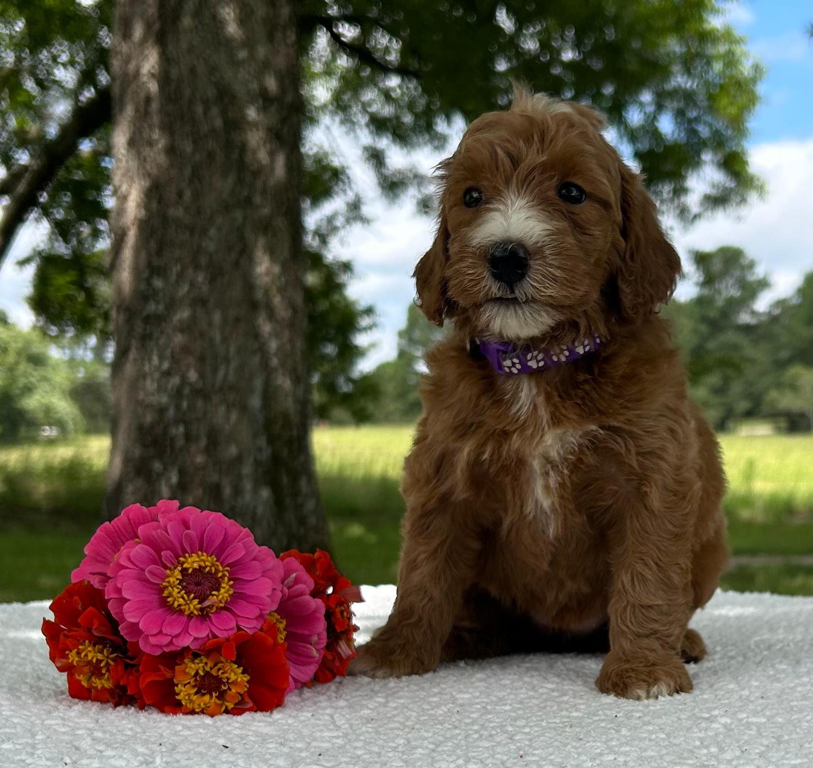 F1-B Mini Goldendoodle Puppy - Onya 3 F1-B Mini Goldendoodle Puppy - Onya