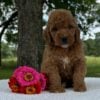 F1-B Mini Goldendoodle Puppy - Olive 1