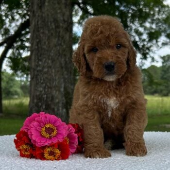 F1-B Mini Goldendoodle Puppy - Olive
