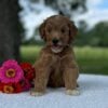 F1-B Mini Goldendoodle Puppy - Ocean 2