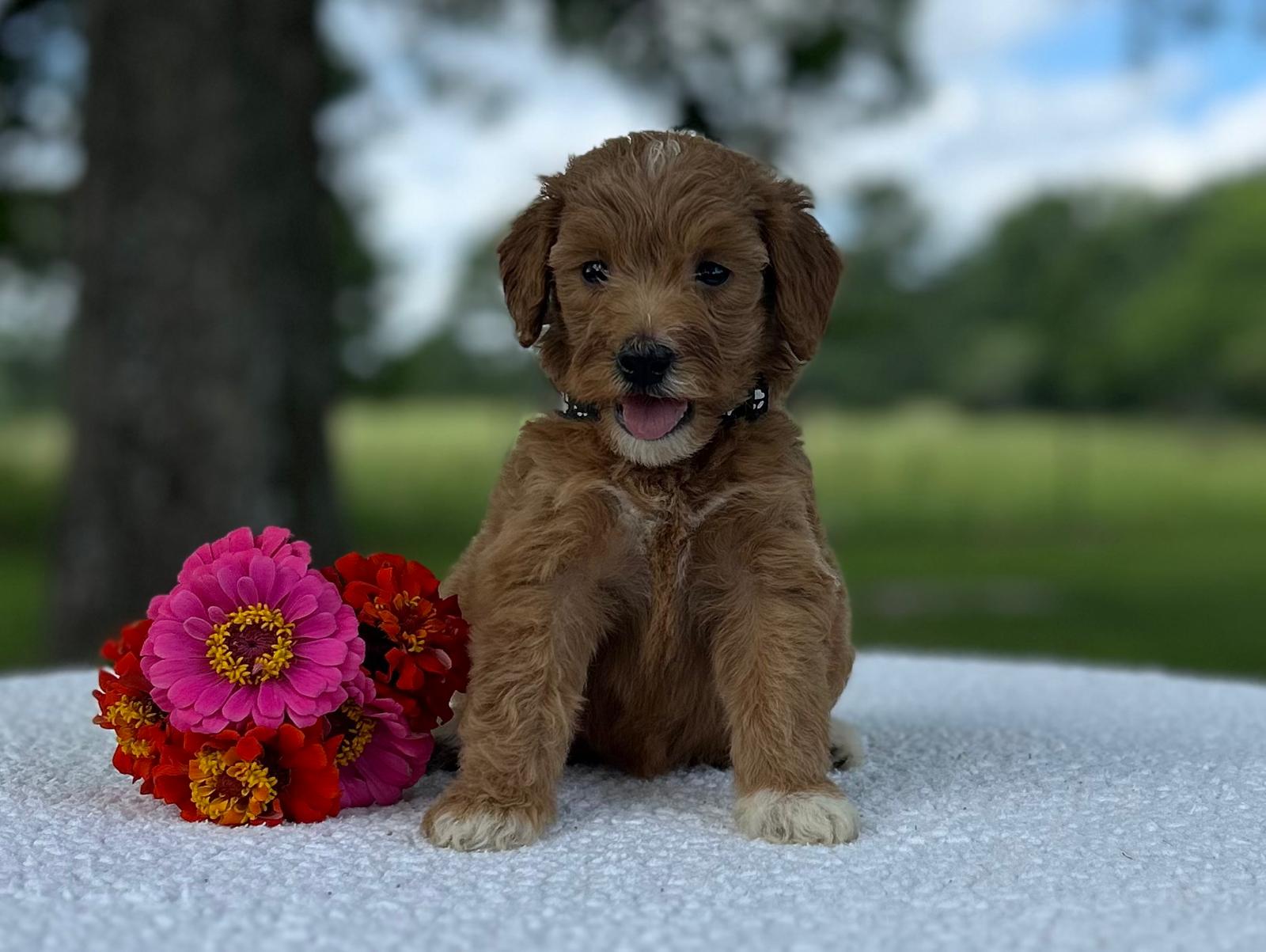F1-B Mini Goldendoodle Puppy - Ocean