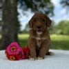F1-B Mini Goldendoodle Puppy - Onyx 8