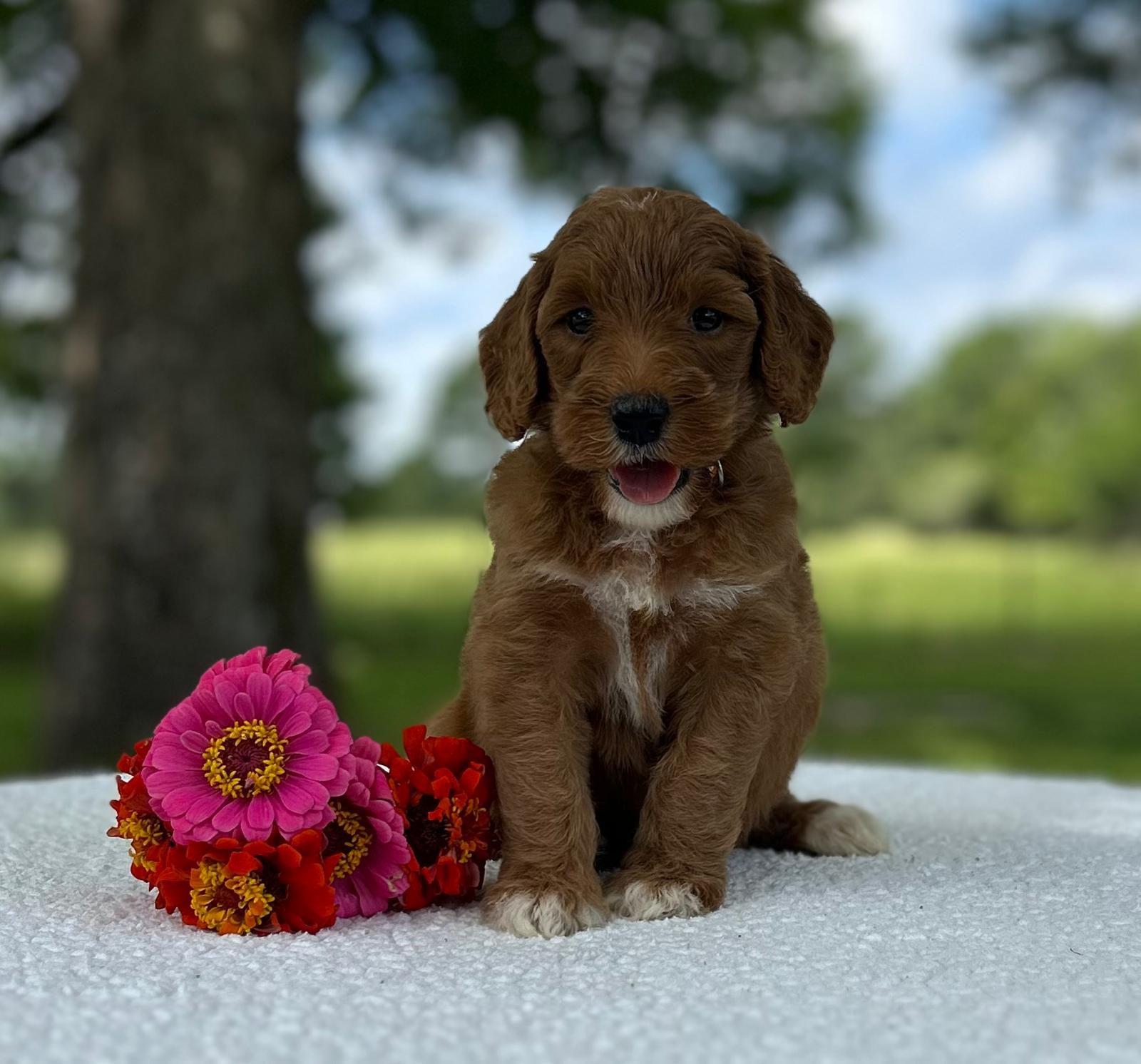 F1-B Mini Goldendoodle Puppy - Onyx 5 F1-B Mini Goldendoodle Puppy - Onyx - Image 3