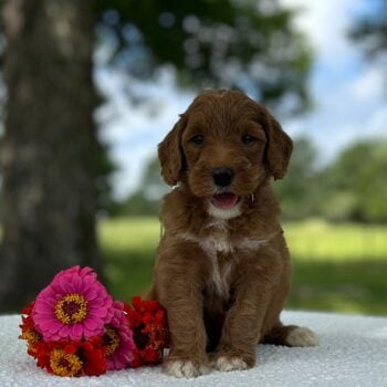 F1-B Mini Goldendoodle Puppy - Onyx