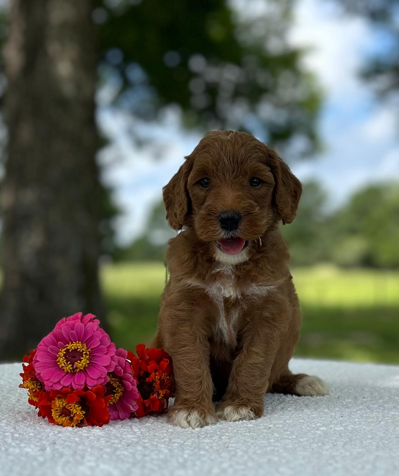 F1-B Mini Goldendoodle Puppy - Onyx