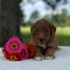 F1-B Mini Goldendoodle Puppy - Onyx 9