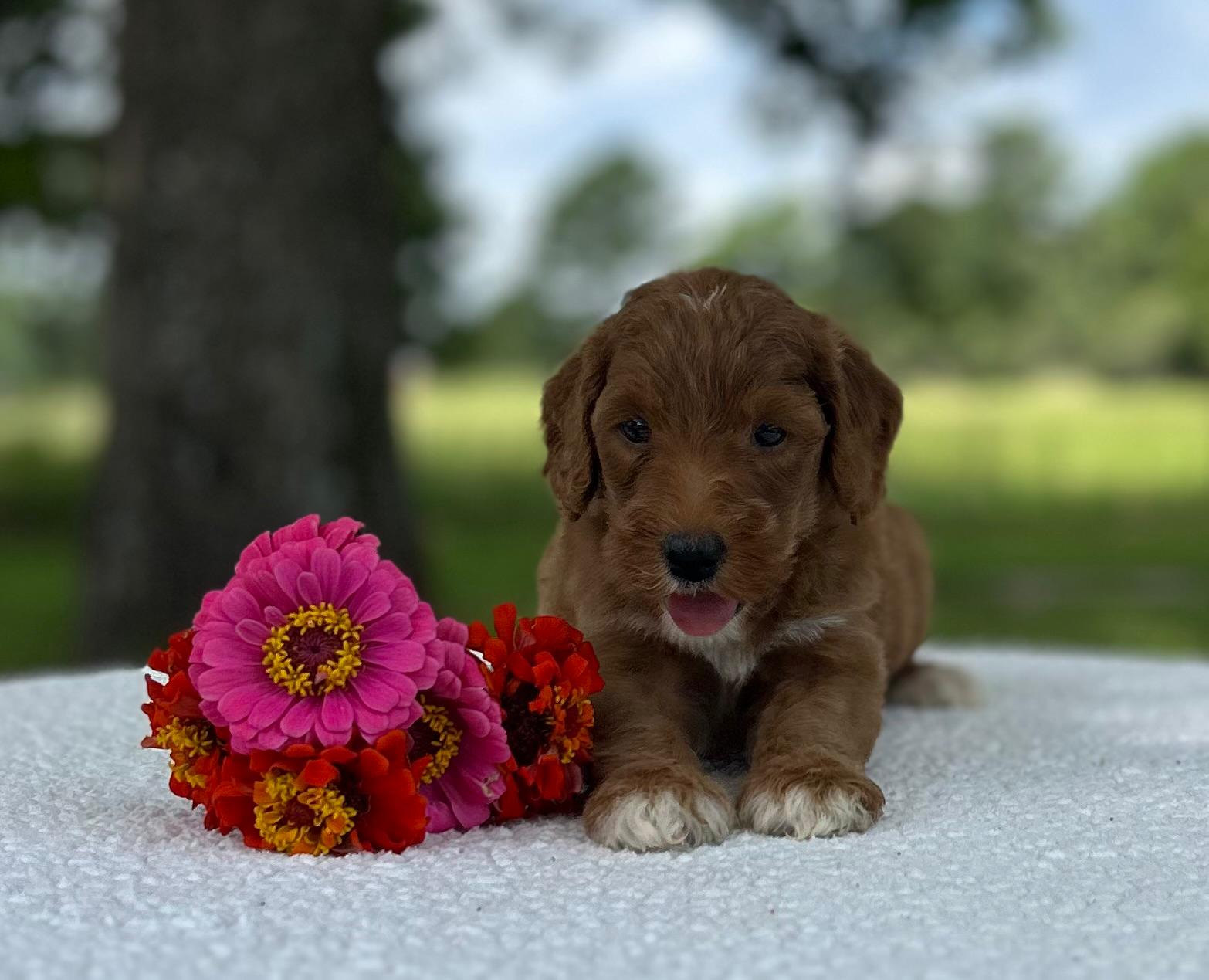 F1-B Mini Goldendoodle Puppy - Onyx 6 F1-B Mini Goldendoodle Puppy - Onyx - Image 4