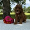 F1-B Mini Goldendoodle Puppy - Ozzy 9