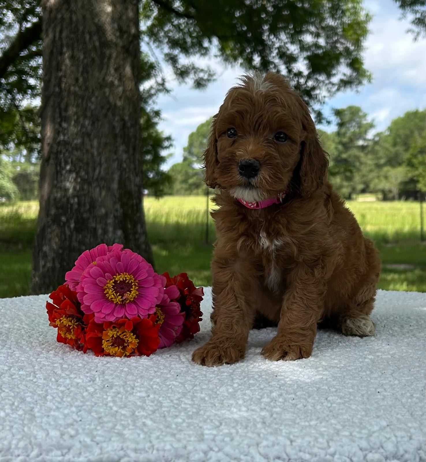 F1-B Mini Goldendoodle Puppy - Ozzy 6 F1-B Mini Goldendoodle Puppy - Ozzy - Image 4