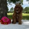 F1-B Mini Goldendoodle Puppy - Ozzy 1