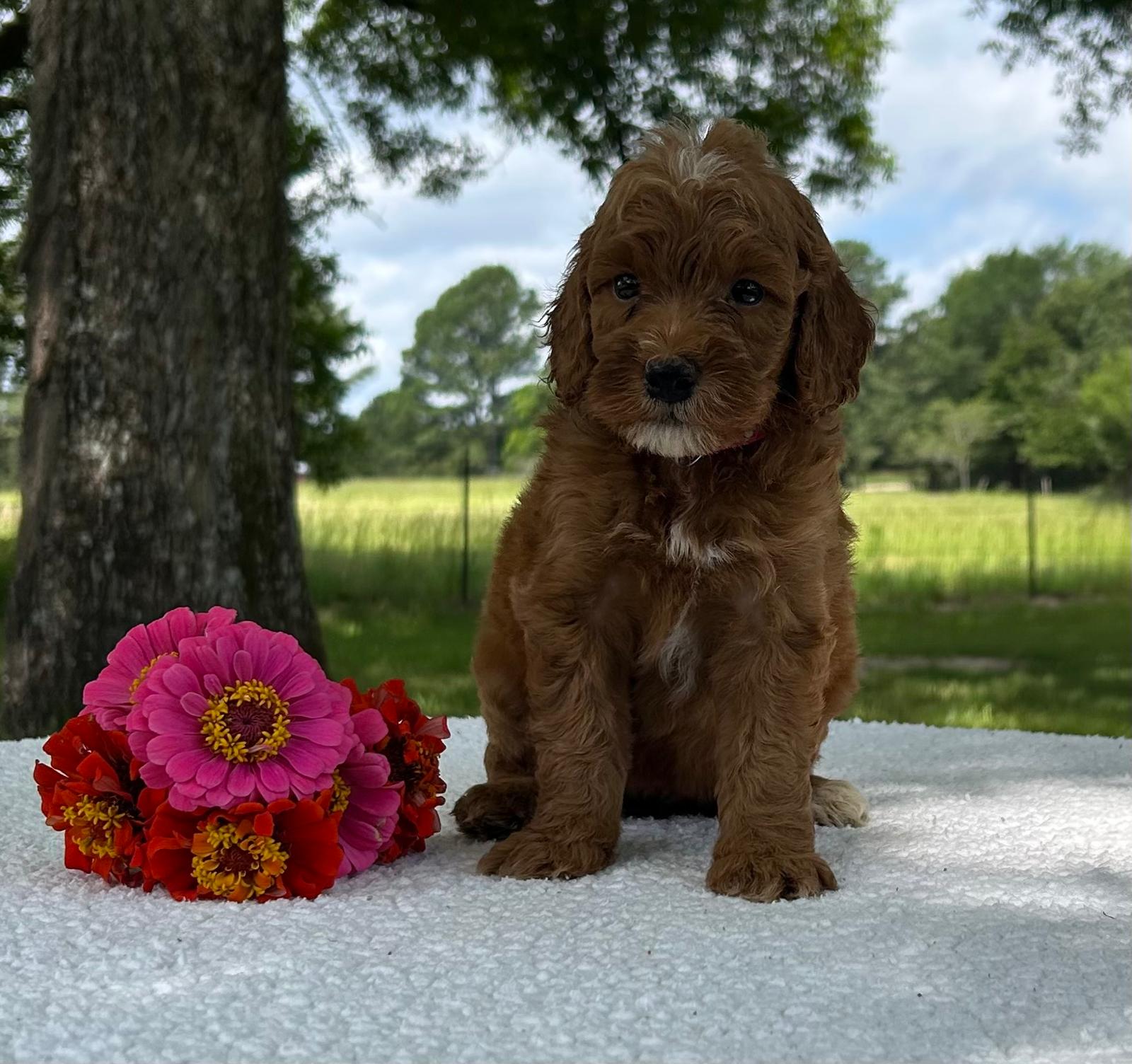 F1-B Mini Goldendoodle Puppy - Ozzy 3 F1-B Mini Goldendoodle Puppy - Ozzy