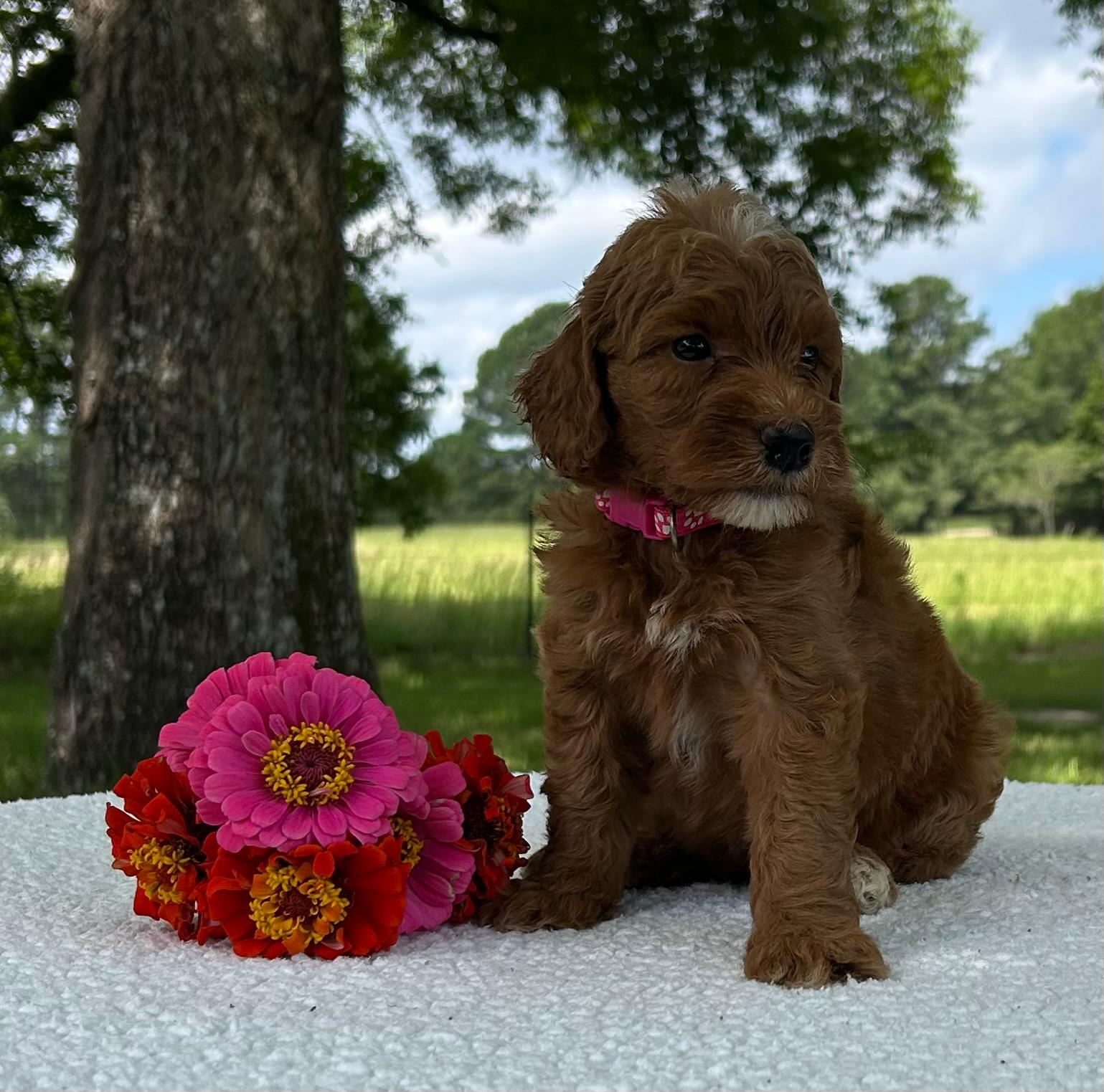 F1-B Mini Goldendoodle Puppy - Ozzy 4 F1-B Mini Goldendoodle Puppy - Ozzy - Image 2
